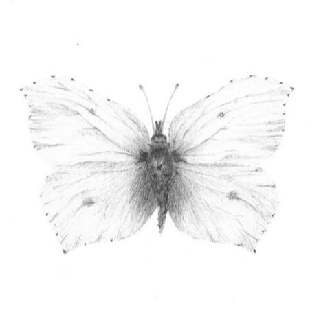Brimstone Butterfly drawing