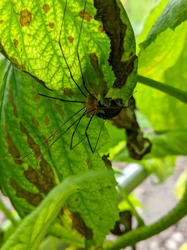 Harvestman? (Opiliones) amongst the raspberry canes